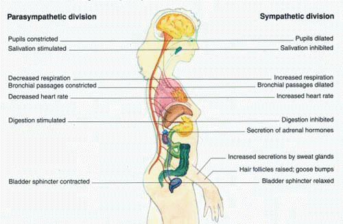 Para and Sympathetic NS